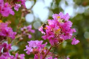 QUEENS CRAPE-MYRTLE01